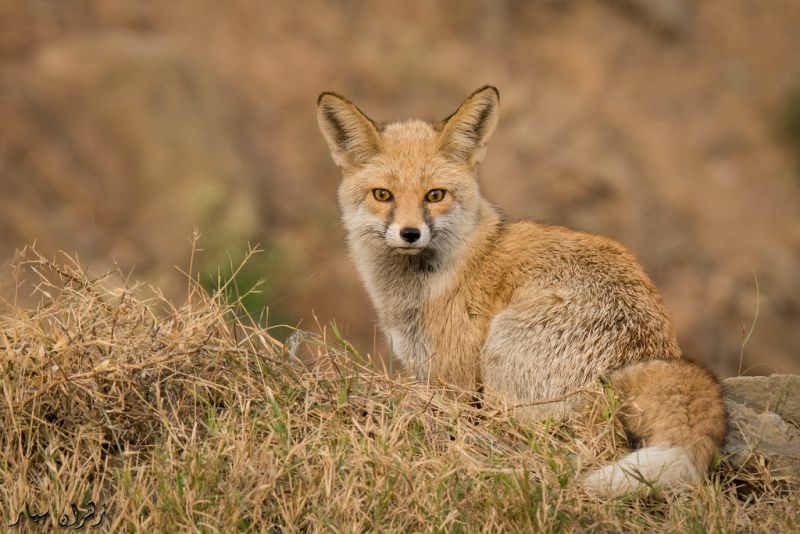 11 Days All Inclusive Vacation To Egypt